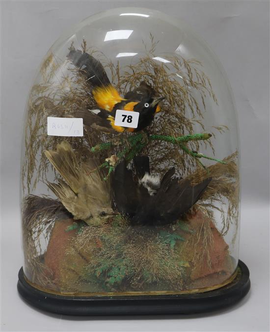 A taxidermic Canadian Oriel and two others, under a dome height 43cm